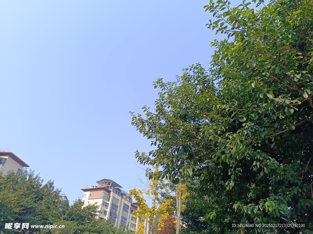 绿树掩映下的楼宇风光