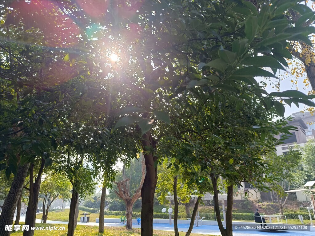 阳光洒落林间的静谧景致