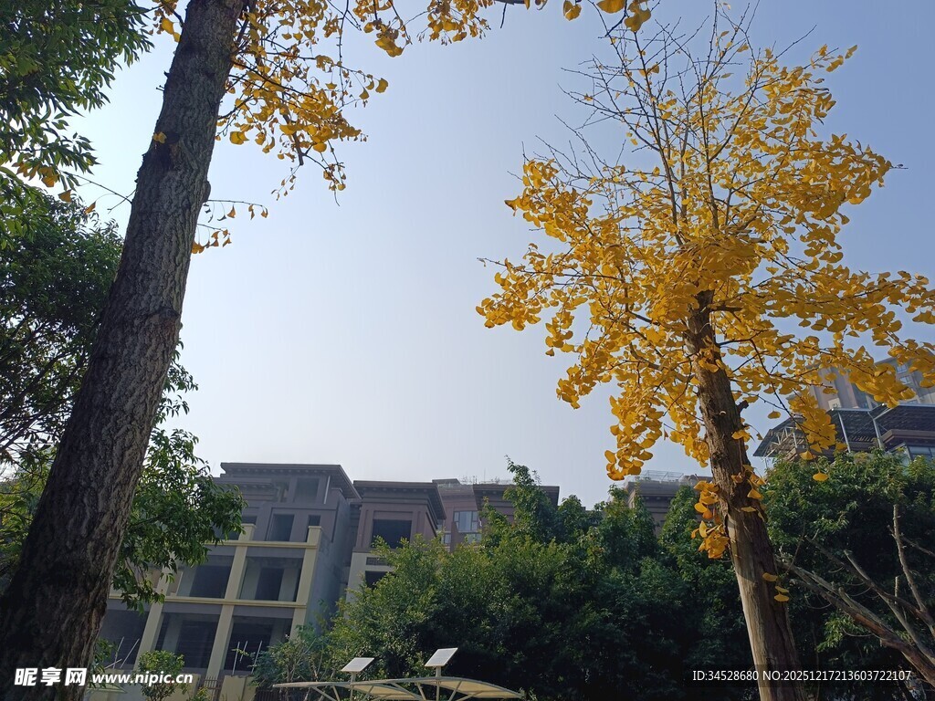 秋日校园银杏美景