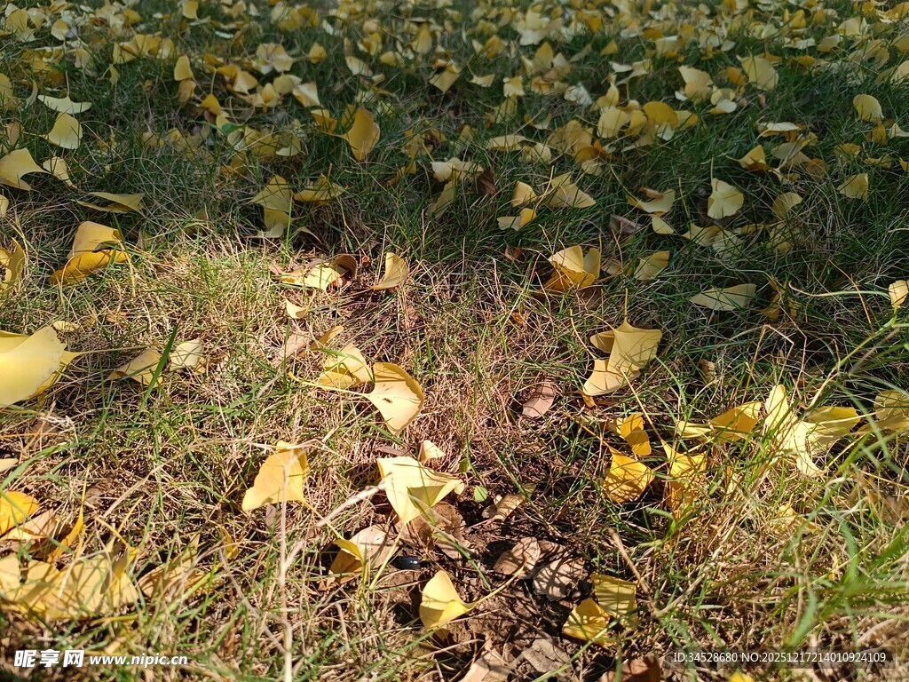 秋日落叶铺就的自然景致