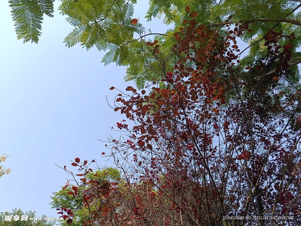 蓝天绿树间的自然景致