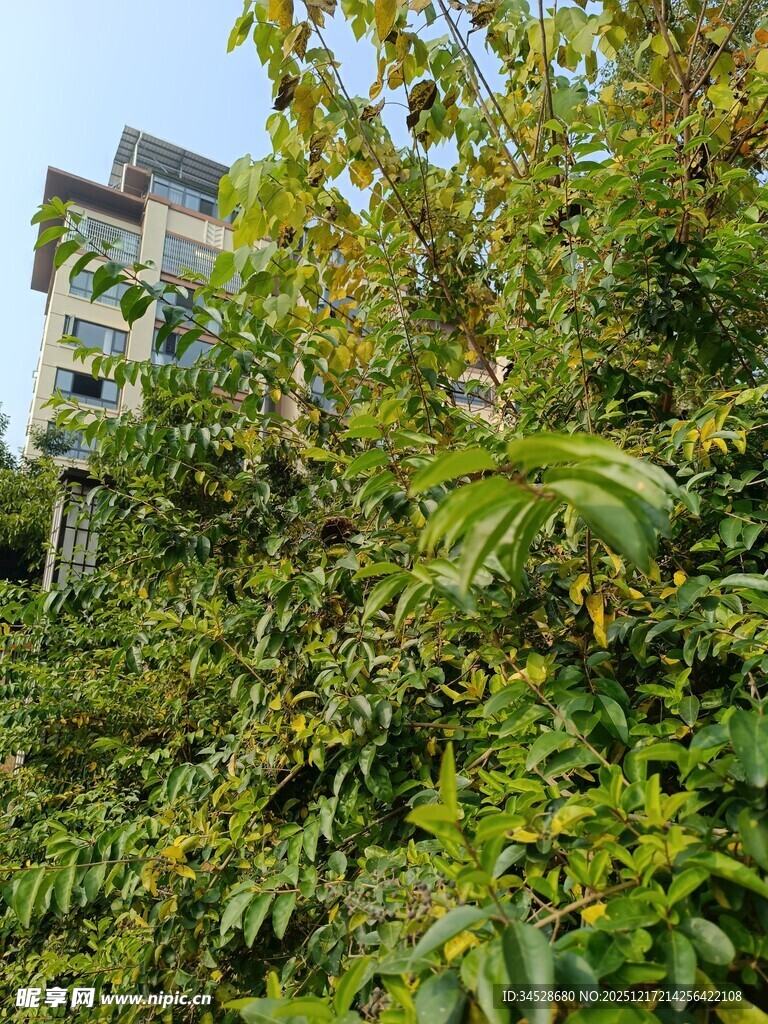 绿叶掩映中的建筑物