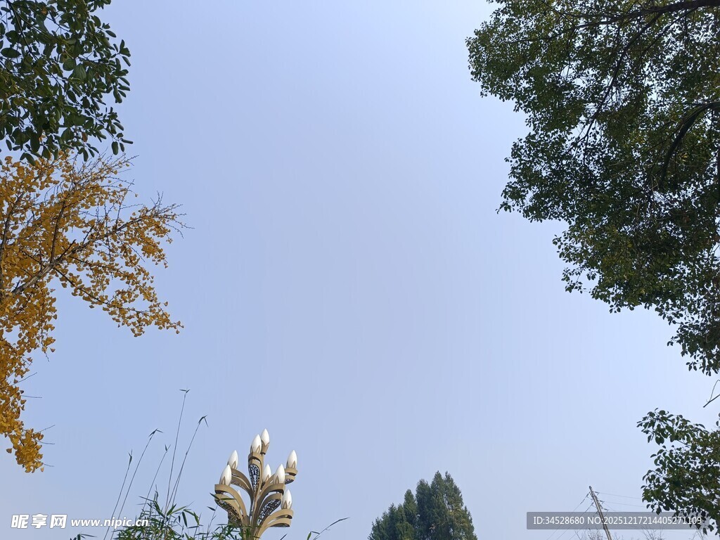 仰望蓝天与繁茂树木