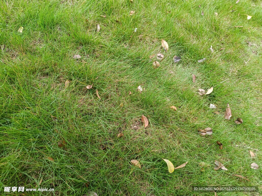 翠绿草地散落枯叶