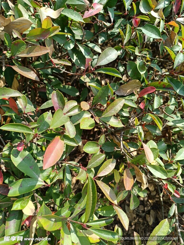 多彩叶片的植物景观