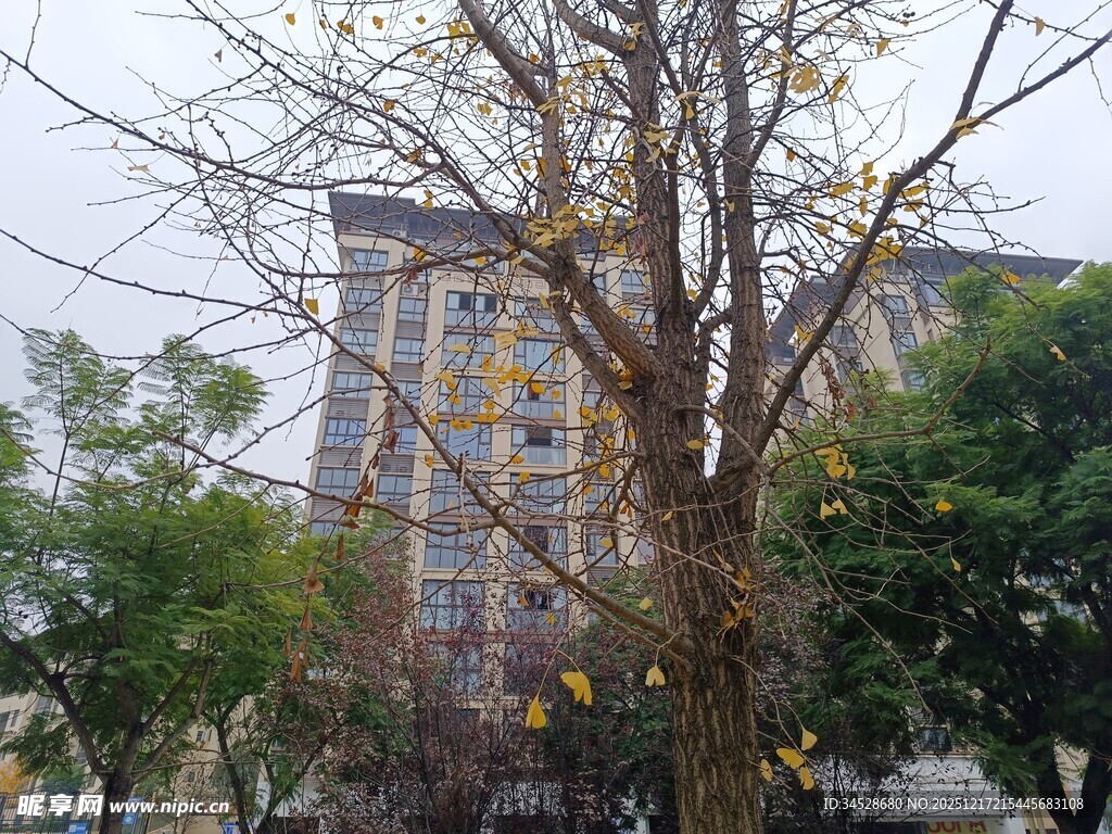 秋日城市中光秃树木景观