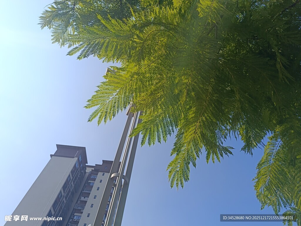 高楼旁葱郁绿树映蓝天