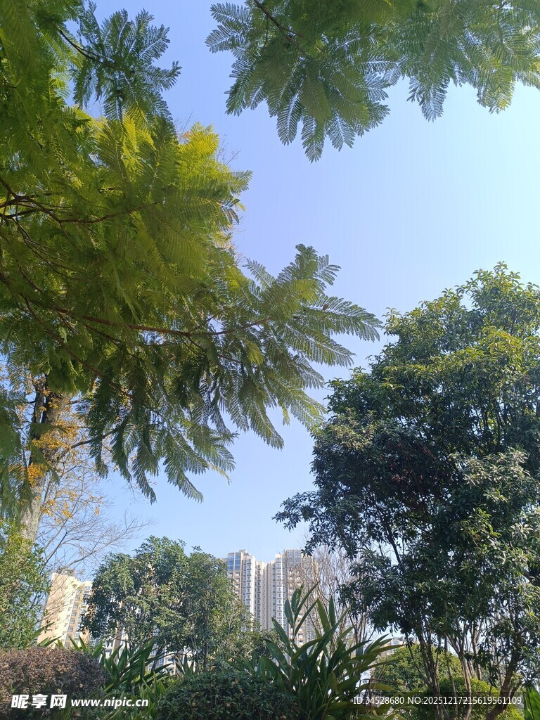 绿树蓝天的户外景致