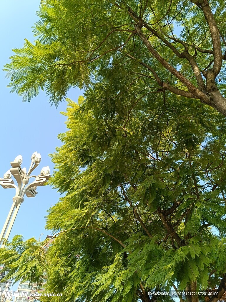 阳光下的葱郁绿树