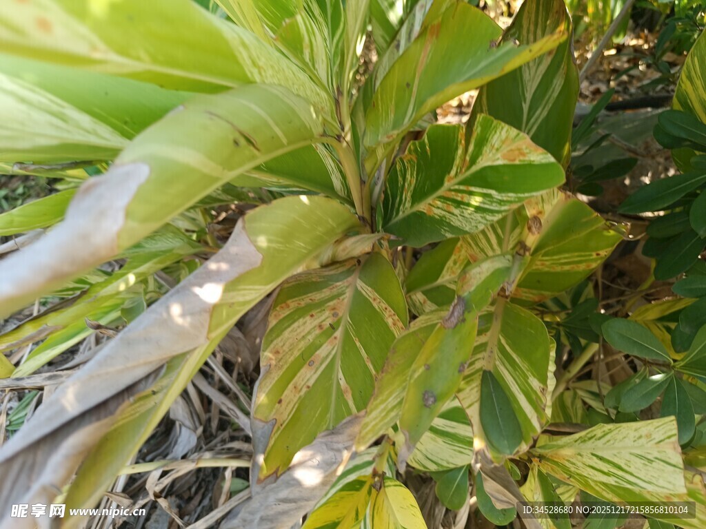 翠绿斑斓的植物叶片