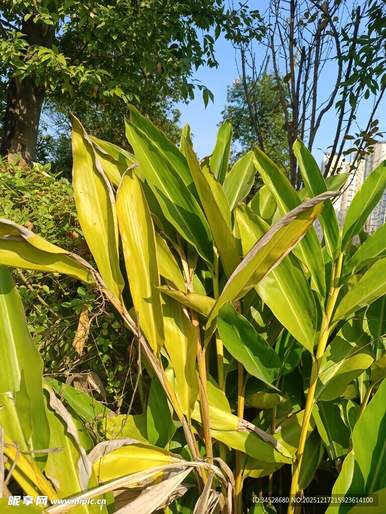 斑斓叶片的自然之美