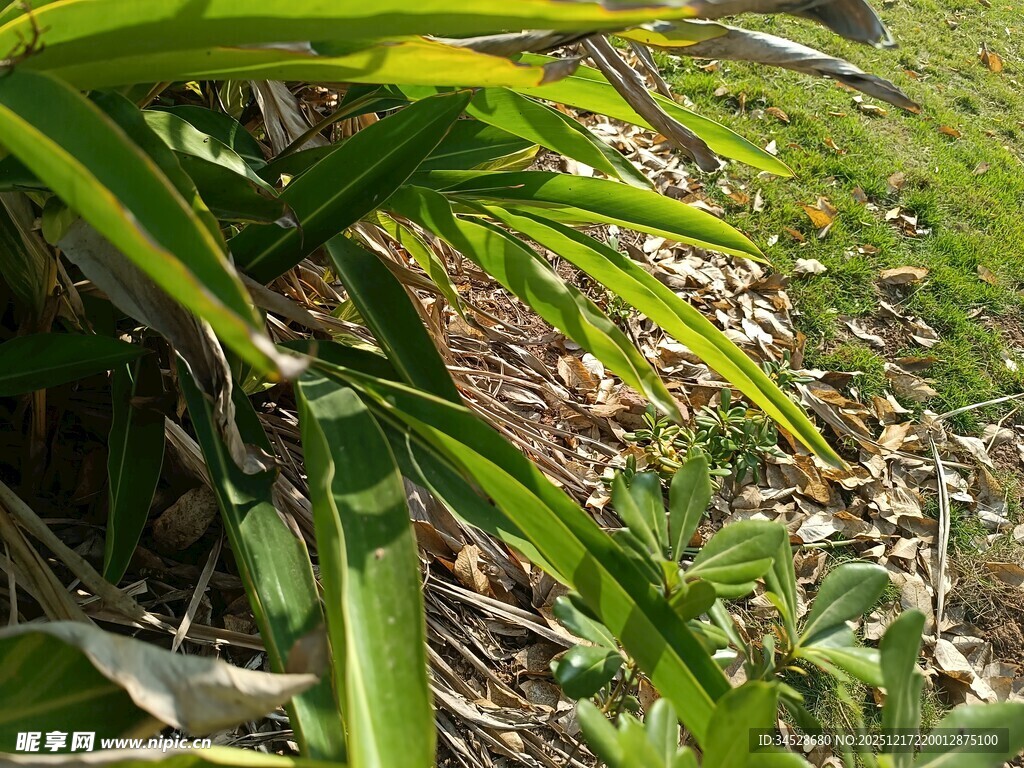 翠绿植物叶片特写