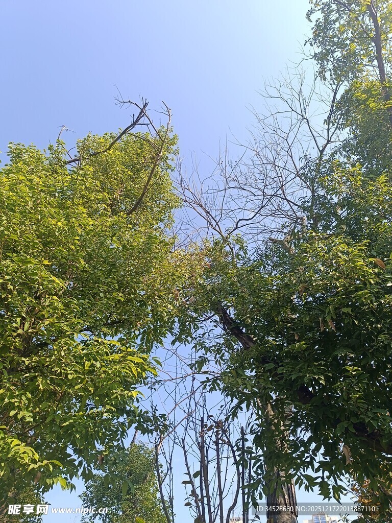 仰视葱郁树木与蓝天