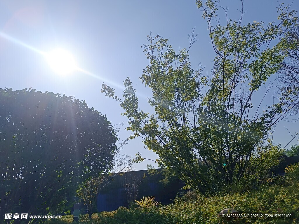 阳光下的绿植与蓝天