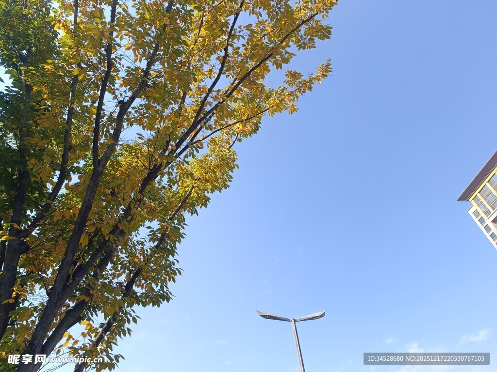 秋日蓝天树木与路灯景象