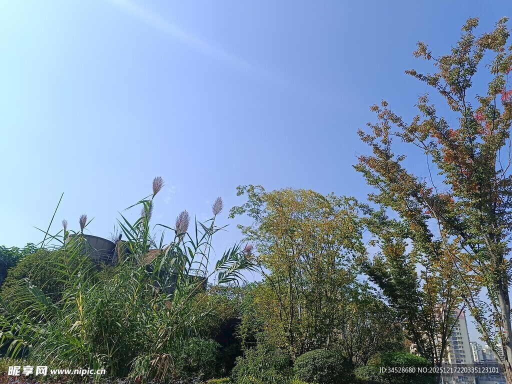 户外绿植蓝天风景图