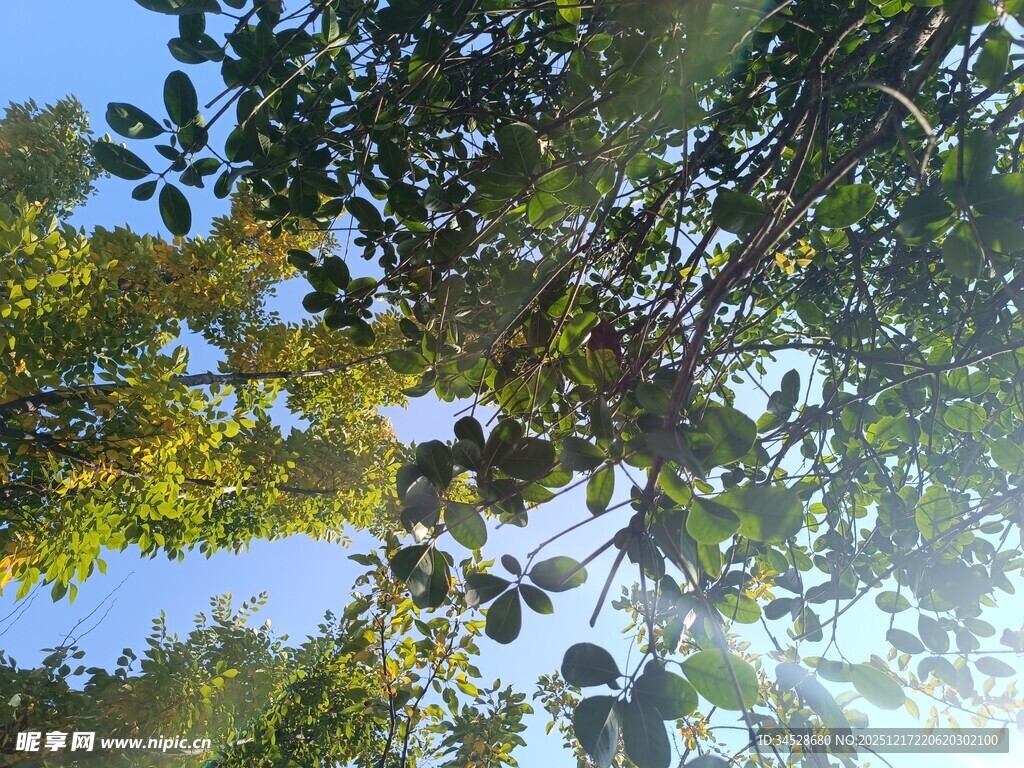 仰视繁茂绿树蓝天景象