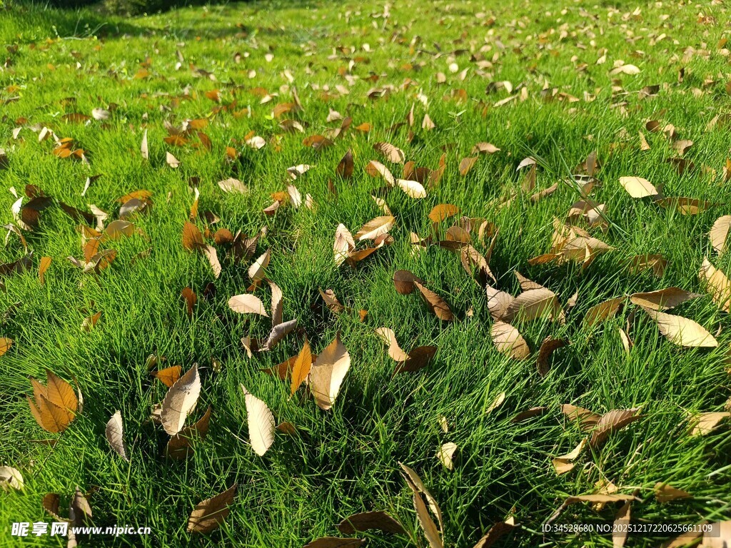草地上散落的枯叶
