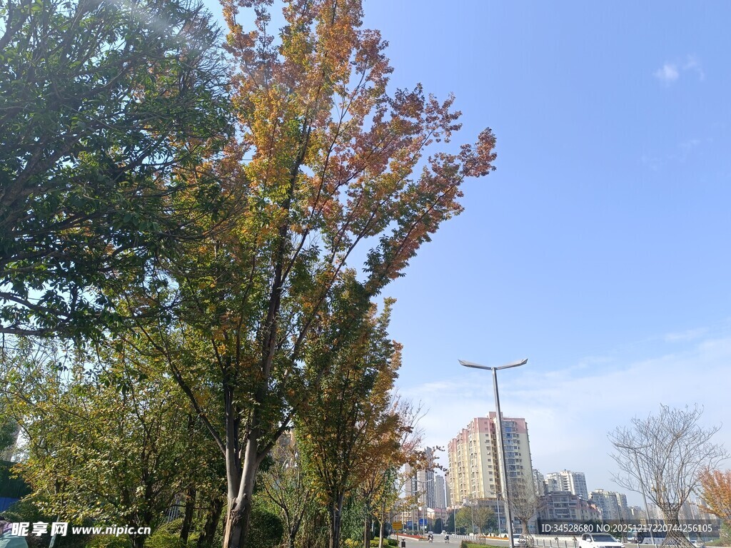 秋日城市树木风景