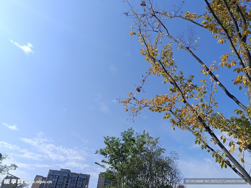 秋日树梢与蓝天建筑景致