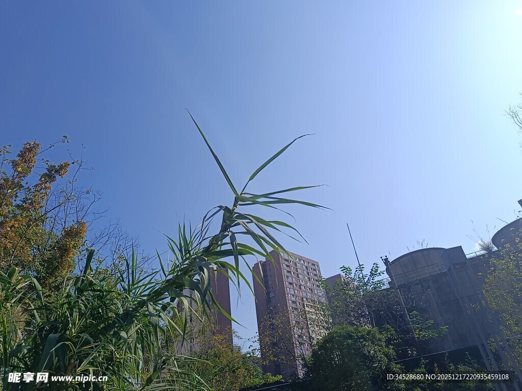 蓝天绿植旁的高楼景观