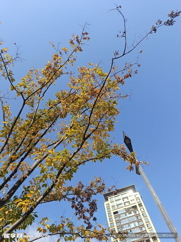 蓝天黄叶下的城市景致