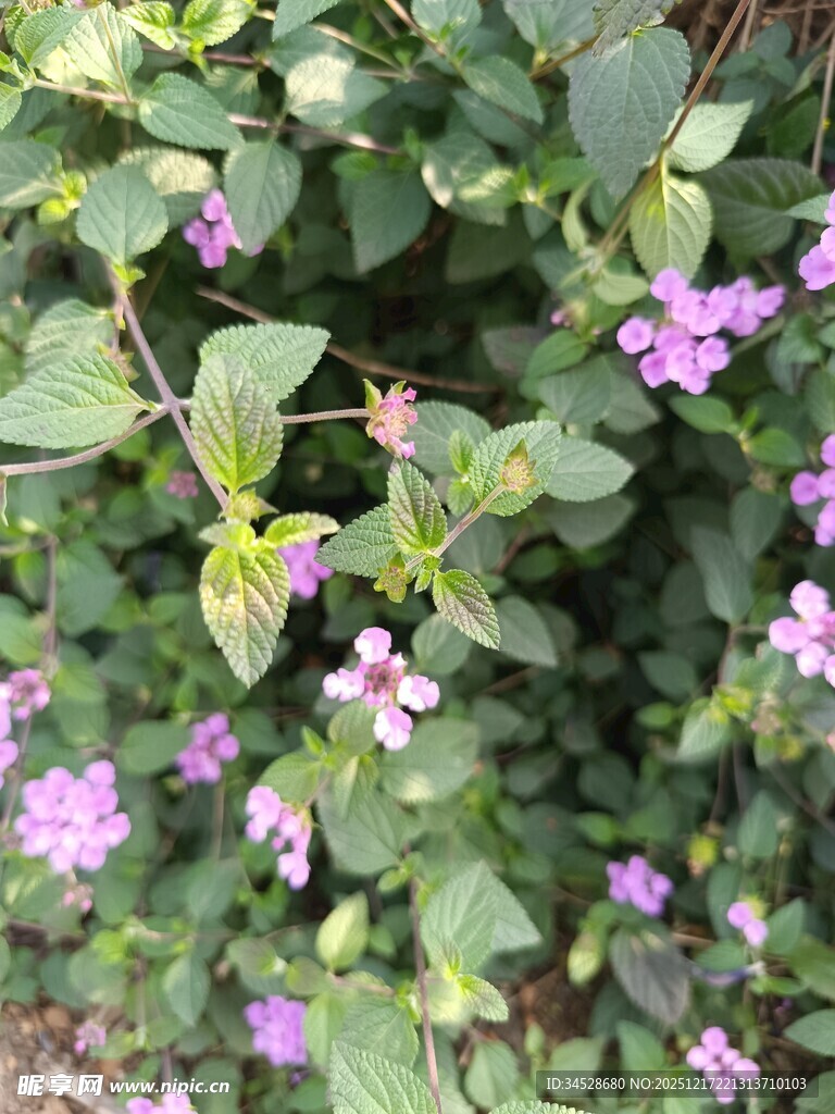 紫色小花绽放绿叶间