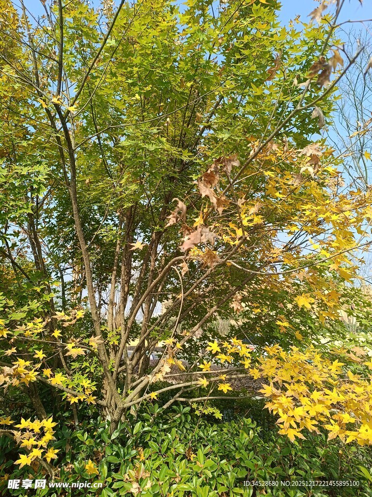 秋日斑斓树木景致