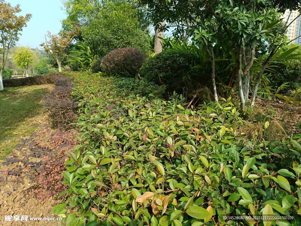 绿意盎然的林间植物小径
