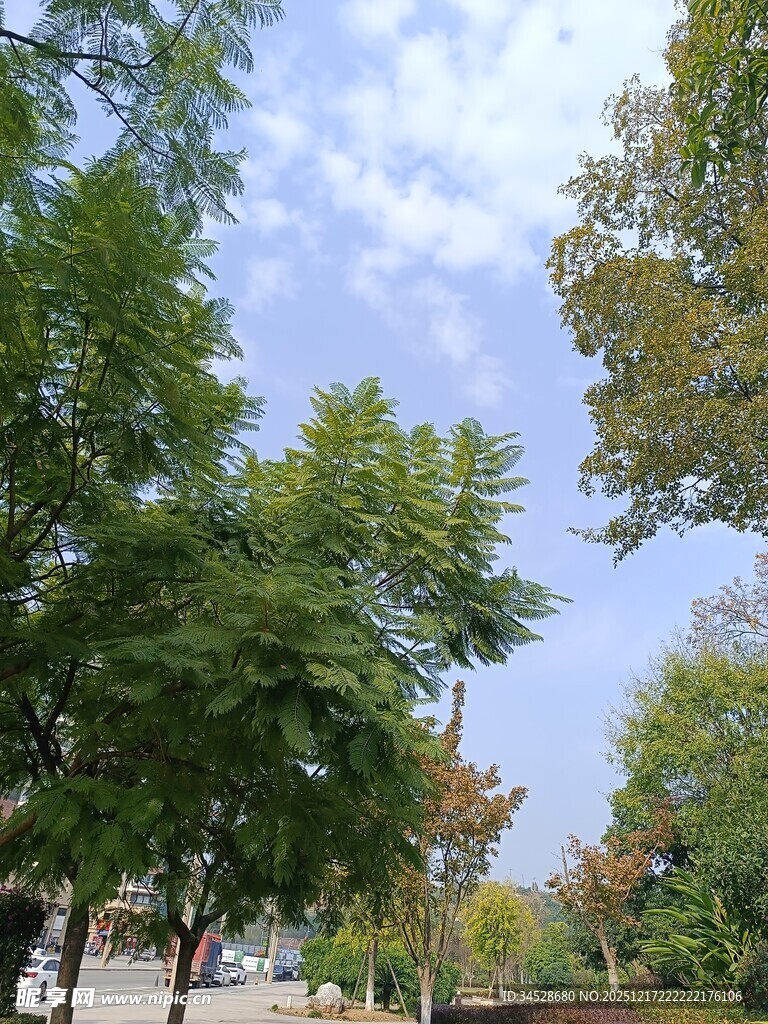 夏日绿树成荫的户外景致