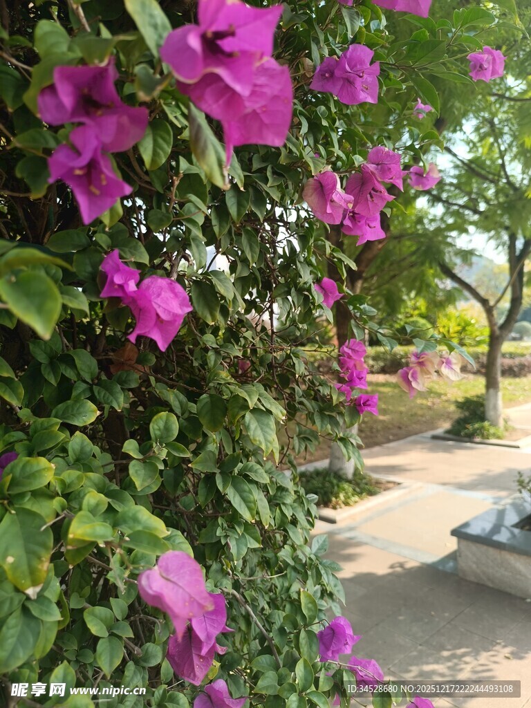 绽放的紫色三角梅景观