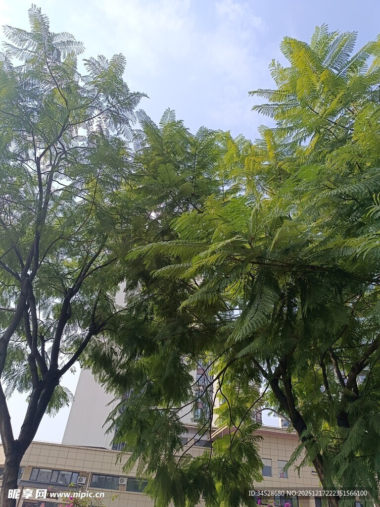 绿树掩映下的建筑物