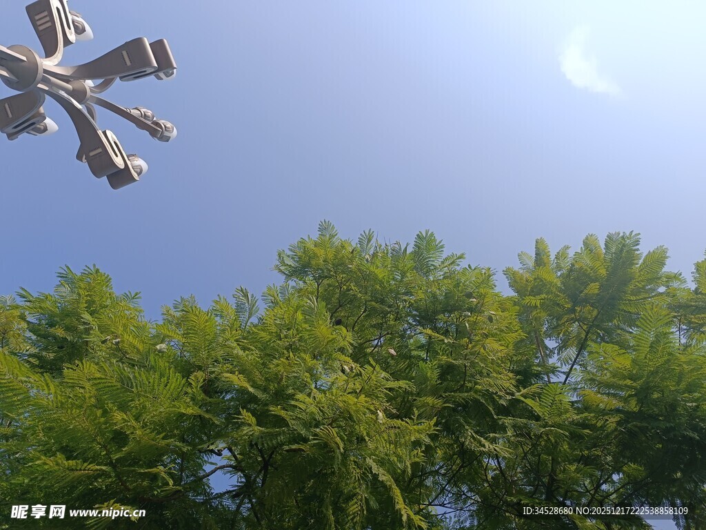 无人机飞越葱郁绿树