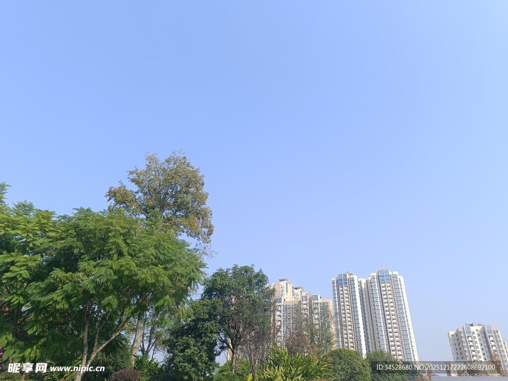 城市绿树旁的高楼景观