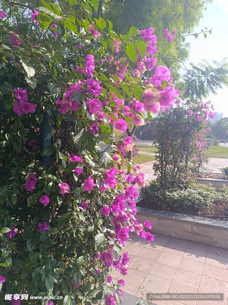 绽放的紫色三角梅景观