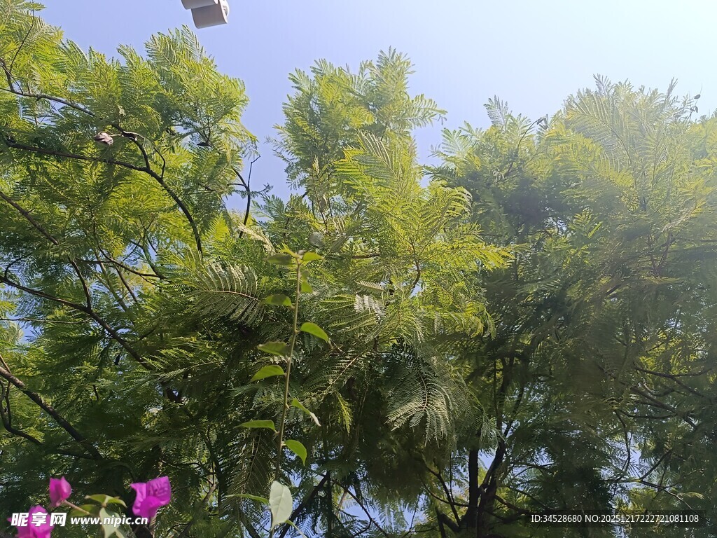 绿树繁花的自然景致