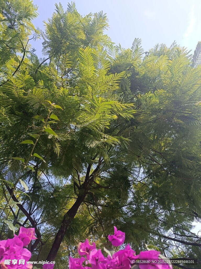 绿树粉花交映的自然美景
