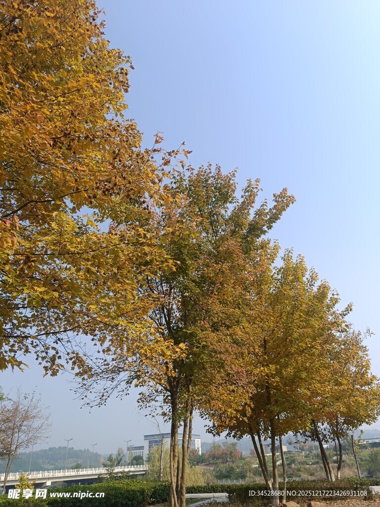 秋日金黄树木风景