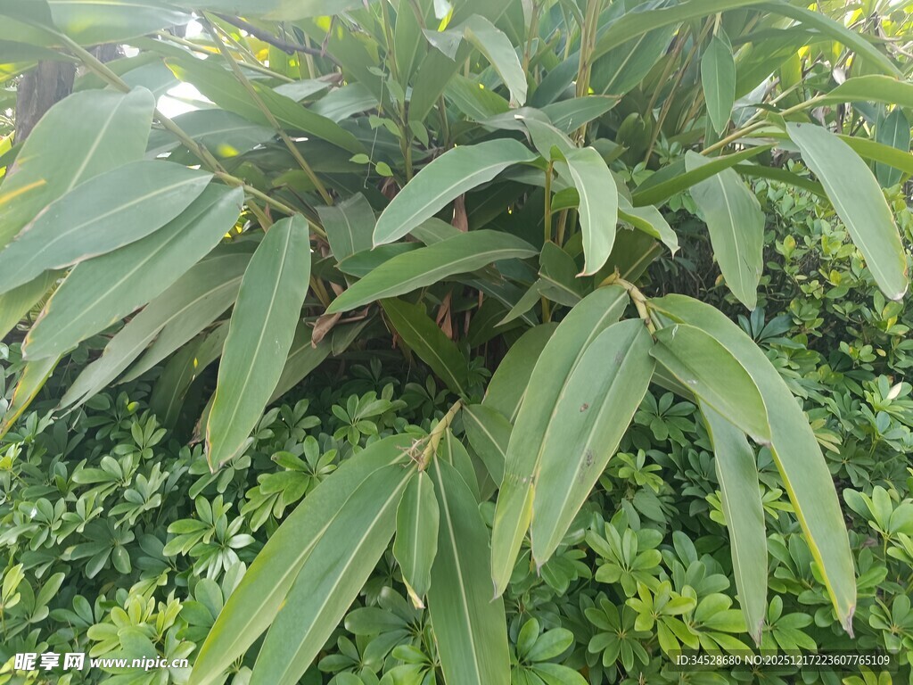 翠绿叶片的植物特写