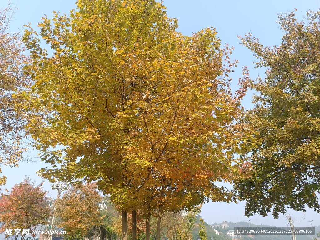 秋日金黄树木风景