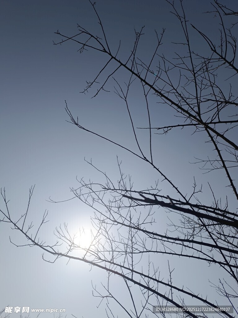 冬日树枝间的暖阳