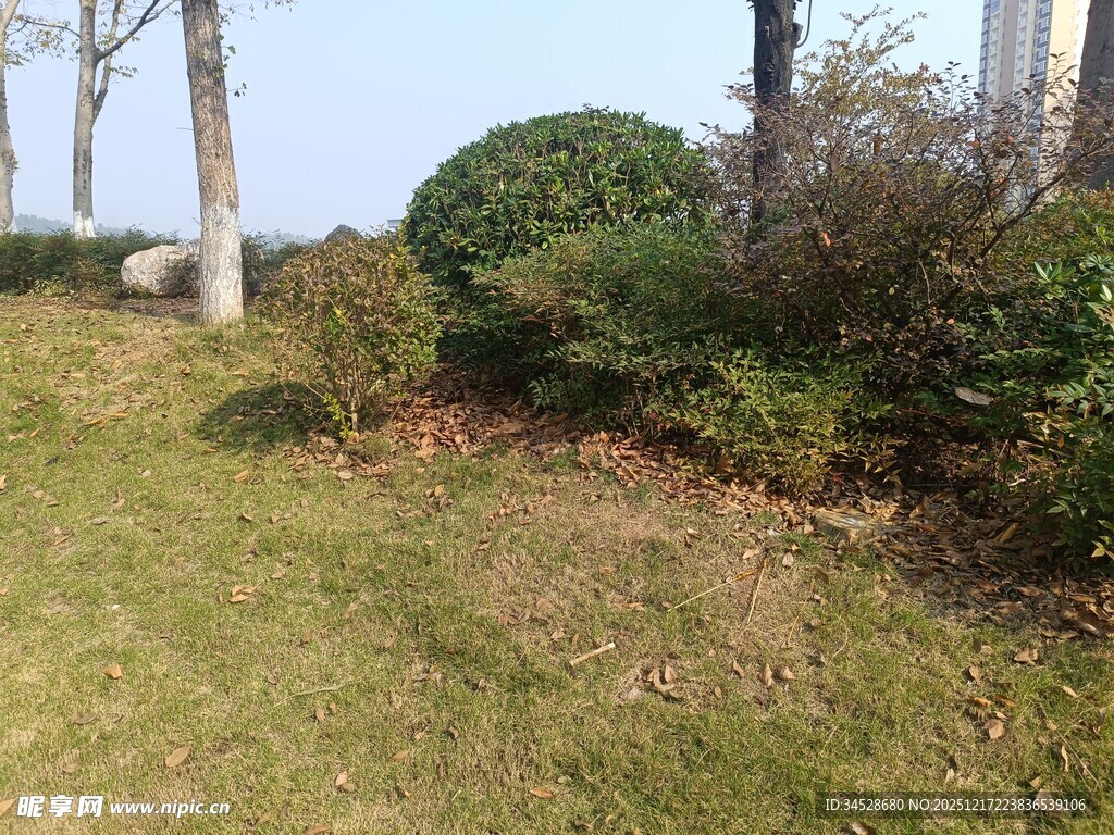 户外草地旁的绿植景观