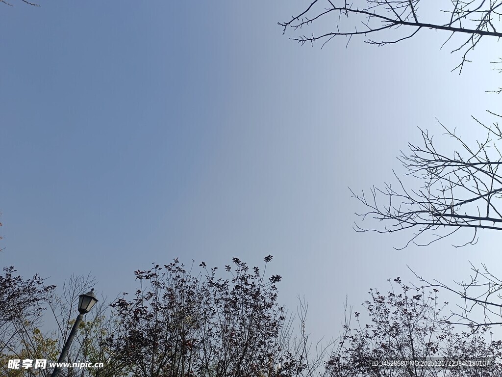 蓝天枯枝下的树木景象