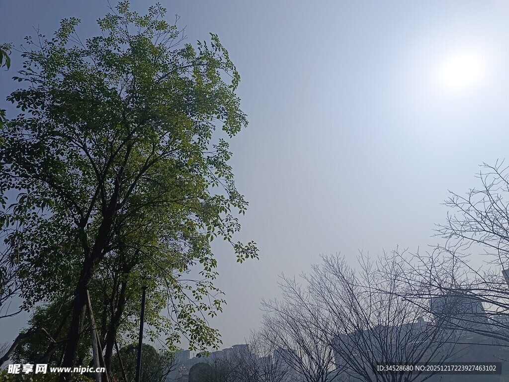 阳光下的绿树与远山