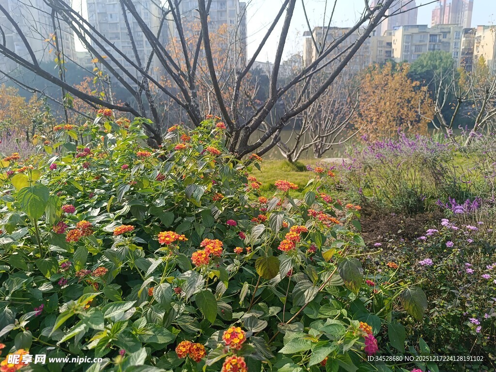 城市中的多彩花卉景观