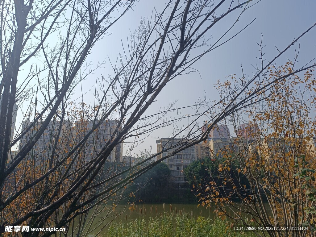 秋日户外树枝与远处景象