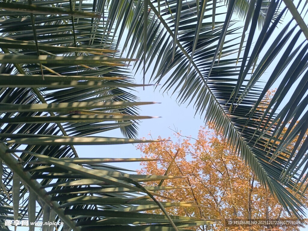 透过棕榈叶望秋日树木
