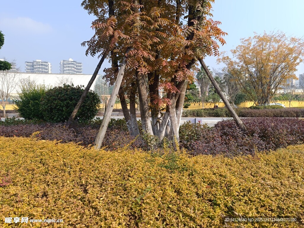 秋日园林景观中的多彩植物