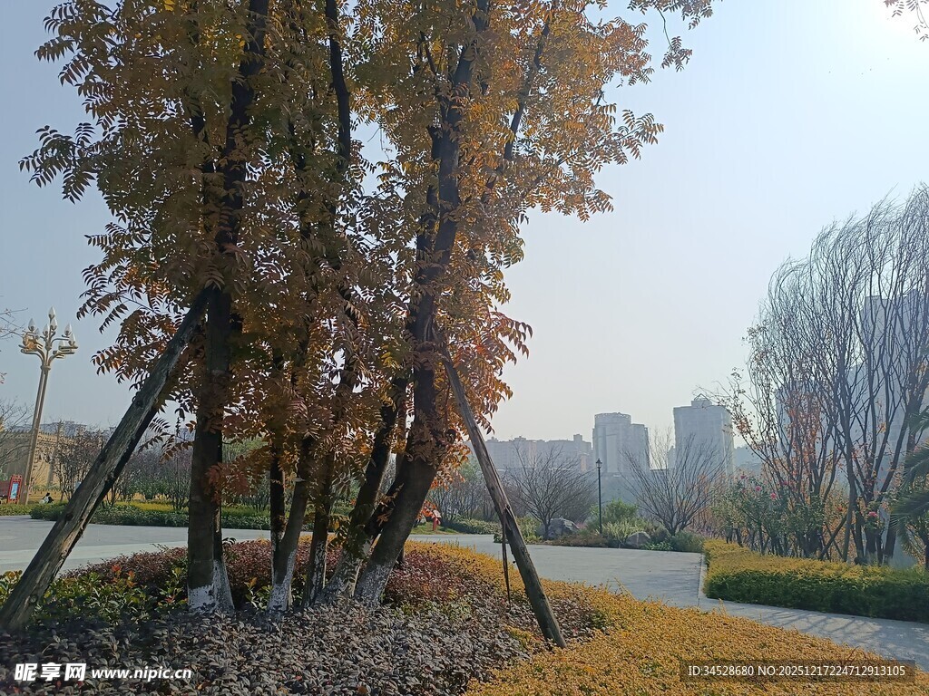 秋日公园树林景致