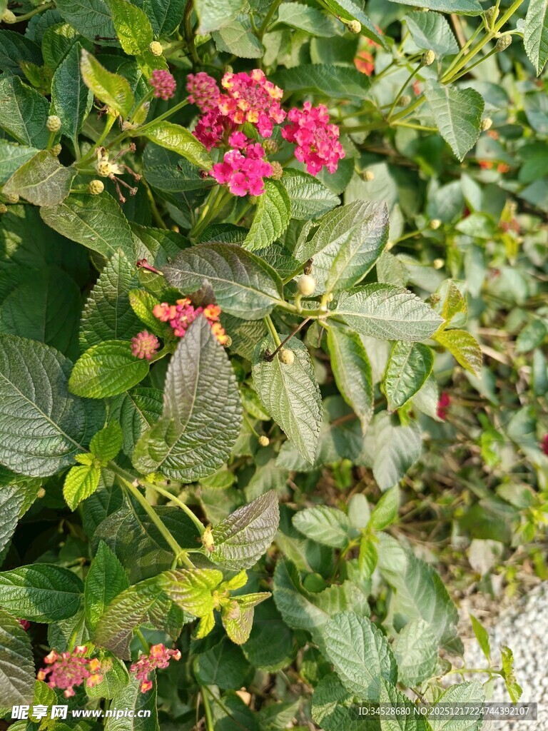 绿叶丛中绽放的娇艳红花